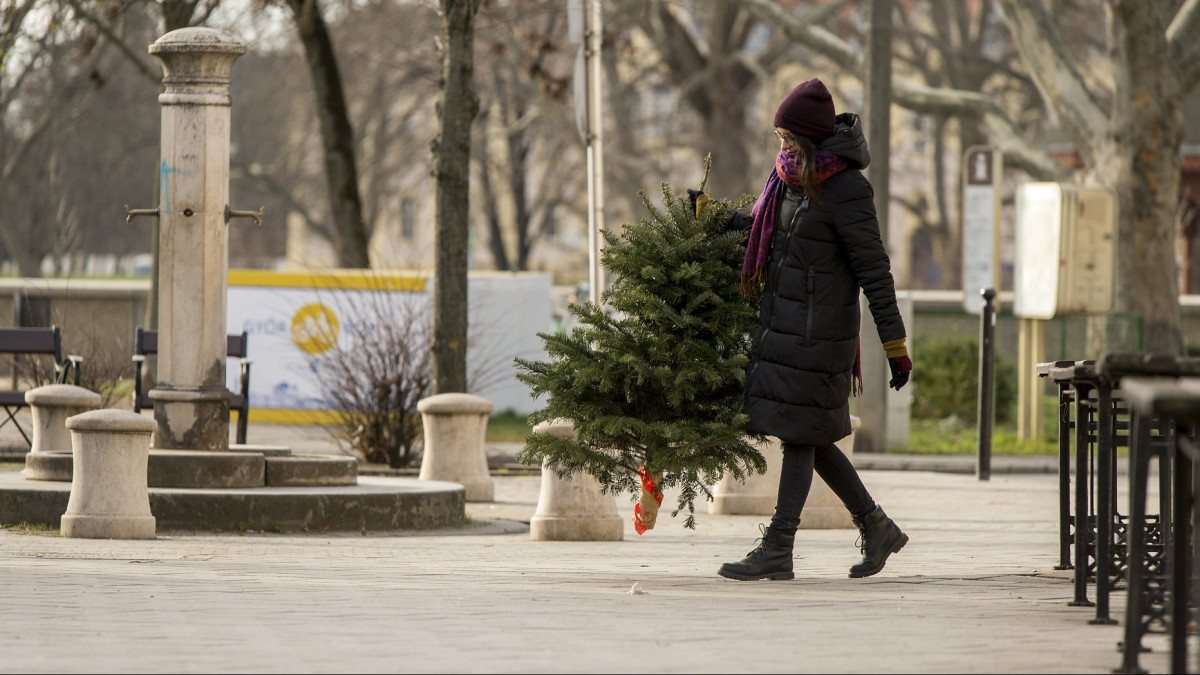 Lebontott karácsonyfát visz egy nő a gyűjtőhelyre vízkereszt napján Győr belvárosában 2020. január 6-án.