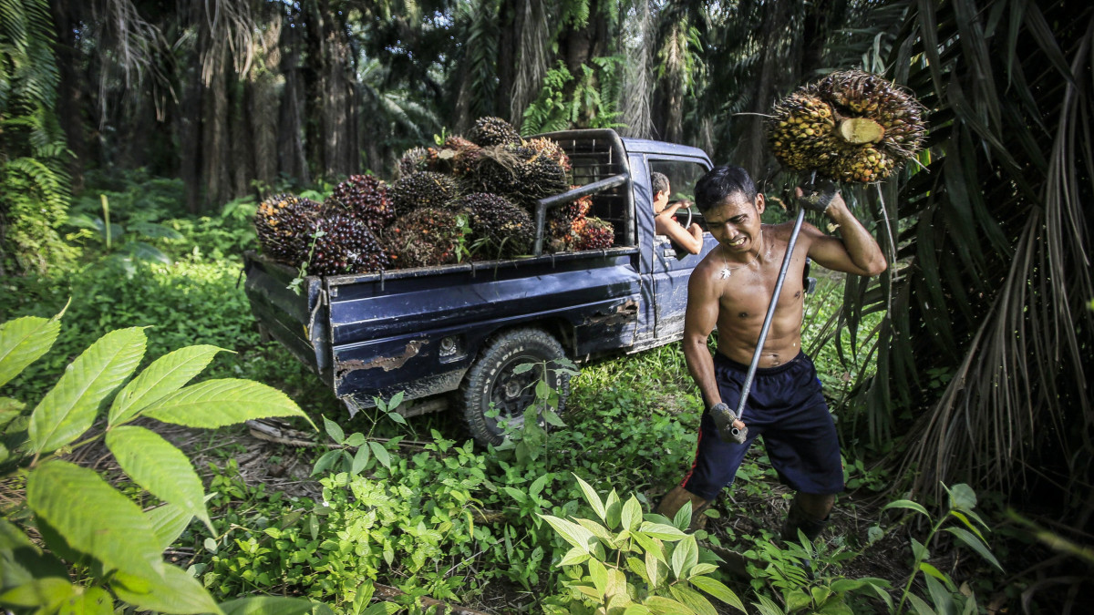 Deli Serdang, 2016. november 29.Olajpálma termését szüreteli egy munkás az indonéziai Szumátra szigetének északi részén fekvő Deli Serdang egyik ültetvényén 2016. szeptember 16-án. A termésből nyerik ki a pálmazsírt, az élelmiszeripar és a kozmetikai ipar által előállított sokféle termék adalékanyagát. (MTI/EPA/Dedi Sinuhaji)