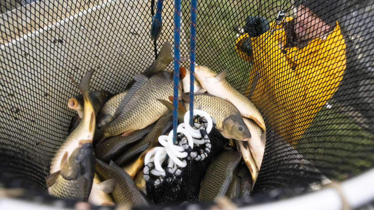 A szákból a teherautó tartályába eresztik a  lehalászott pontyokat a Szabolcsi Halászati Kft. egyik telelő tavánál Kemecsén 2020. november 23-án. A halászati cég átlagosan évente 500 tonna halat termel, az értékesítés nagy része a karácsonyi időszakra esik.