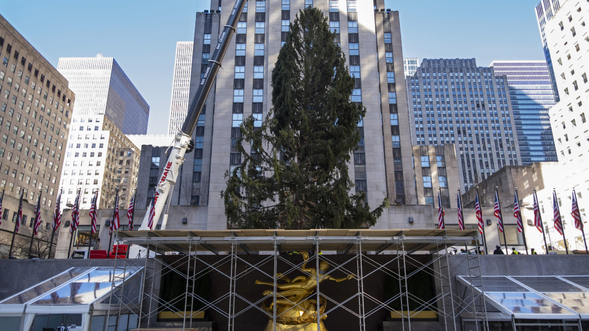 A New York-i Rockefeller Központ karácsonyfáját, egy 23 méter magas norvég fenyőt állítanak fel az épületegyüttes előtt 2020. november 14-én. A fenyőt a New York állambeli Oneontában vágták ki.