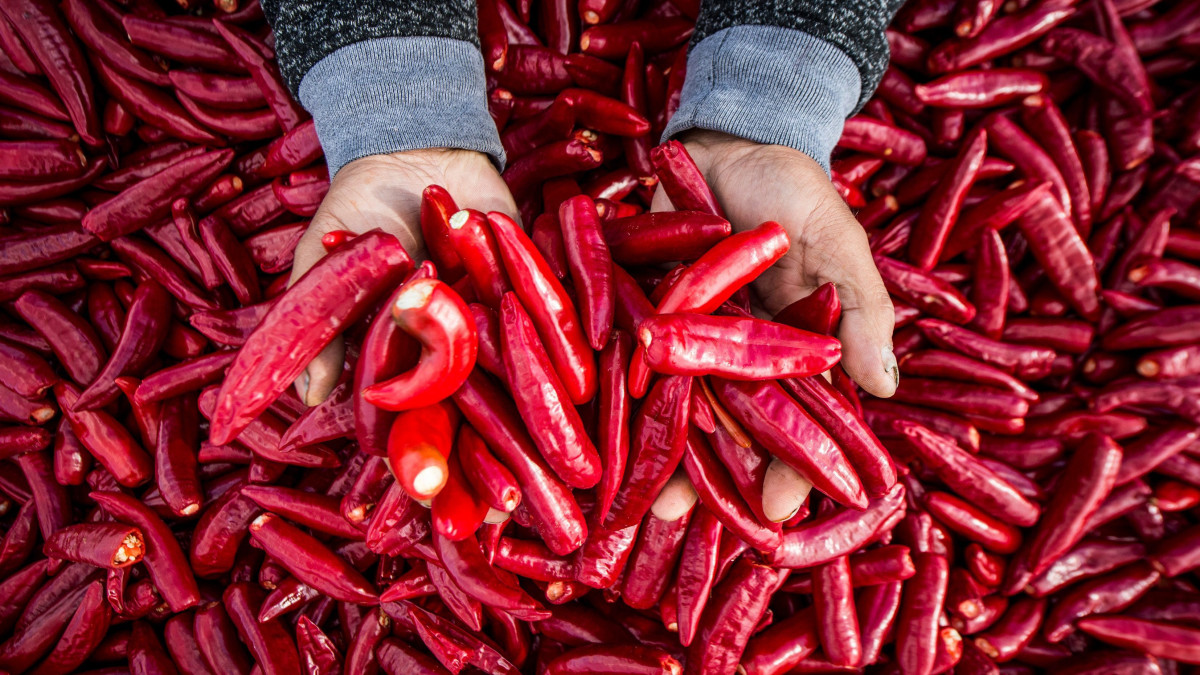 Leszüretelt fűszerpaprika az Univer Agro Kft. ültetvényén, Szentkirály határában 2016. október 5-én. A térségben 250-300 család termel fűszer- és pritaminpaprikát az Univer Zrt. részére, amelyből évente 5000 tonnát dolgoznak fel ételízesítőnek. Idén a Piros Arany és az Erős Pista ételízesítőkkel bővült a Hungarikumok Gyűjteménye.