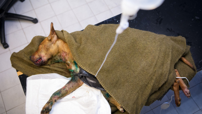 Ötven állatviadalra kiképzett kutyát kimentettek, egyikükön már nem tudtak segíteni – korhatáros videó