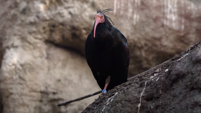 Ritka madarak térhetnek vissza a vadonba az állatkertnek hála – videó