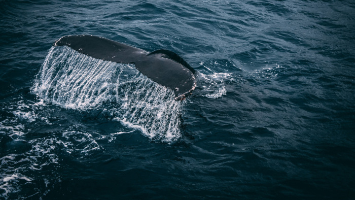 A bálnáknak a békét hozta el a koronavírus