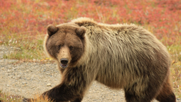 Tánczos Barna utolsó munkanapján 481 medvének küldött selyemzsinórt