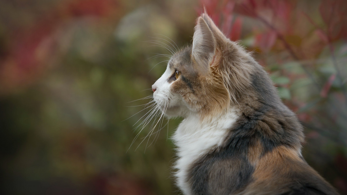 Kutyák, macskák és a koronavírus: fontos kérdéseket tisztázott a szakértő