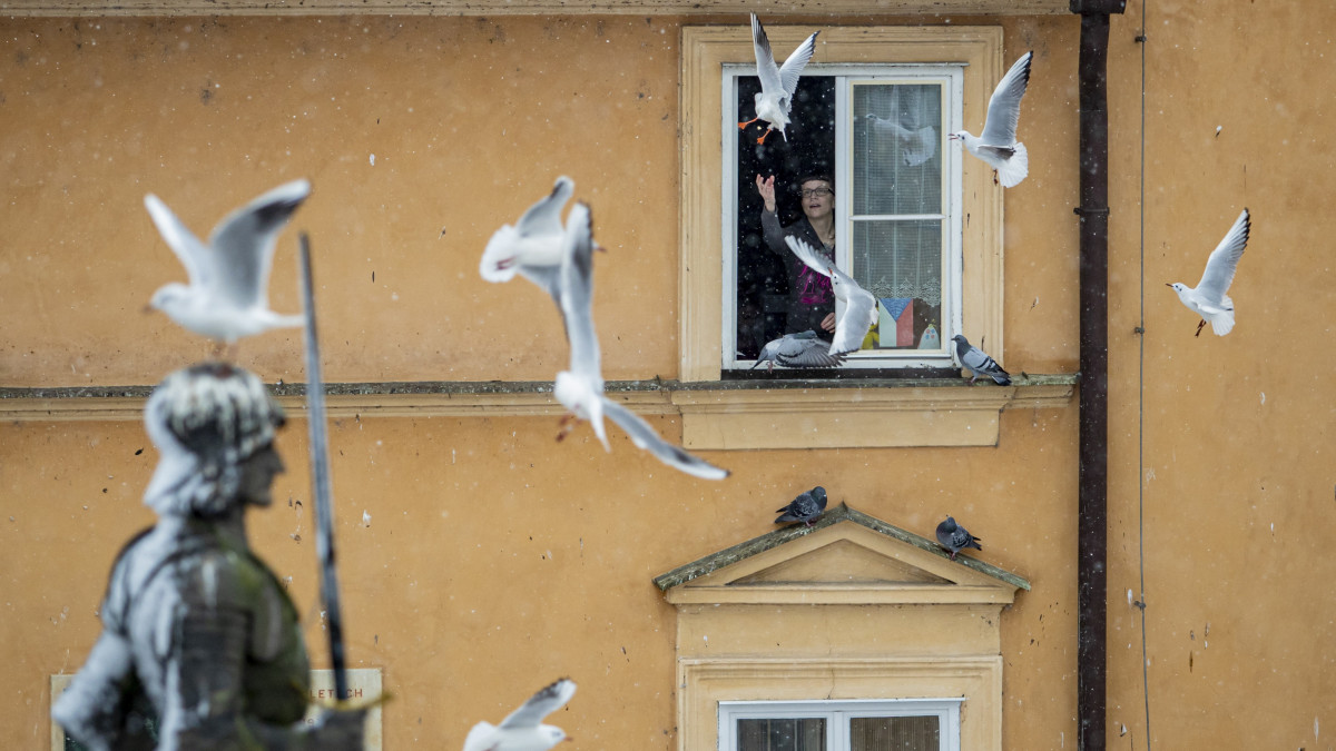 Sirályokat etet egy nő lakása ablakában a prágai Károly híd közelében 2021. január 12-én. Csehországban október elején lépett életbe a január 22-ig elrendelt újabb szükségállapot a koronavírussal fertőzöttek számának növekedése miatt. Az elmúlt napban 9294 új fertőzöttet, közel a kétszeresét regisztrálták az előző nap nyilvántartásba vett 5011 esetnek.