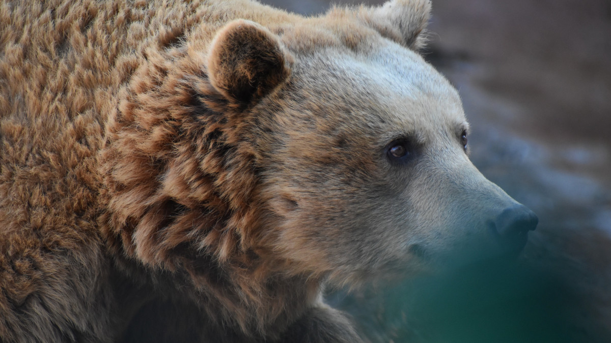 Jobban izgatta a hal és a gyümölcs a Szegedi Vadaspark medvéit, mint az árnyékuk – videó