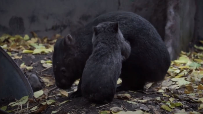 Elolvad az ember szíve az állatkert Valentin-napi kisfilmjétől – videó