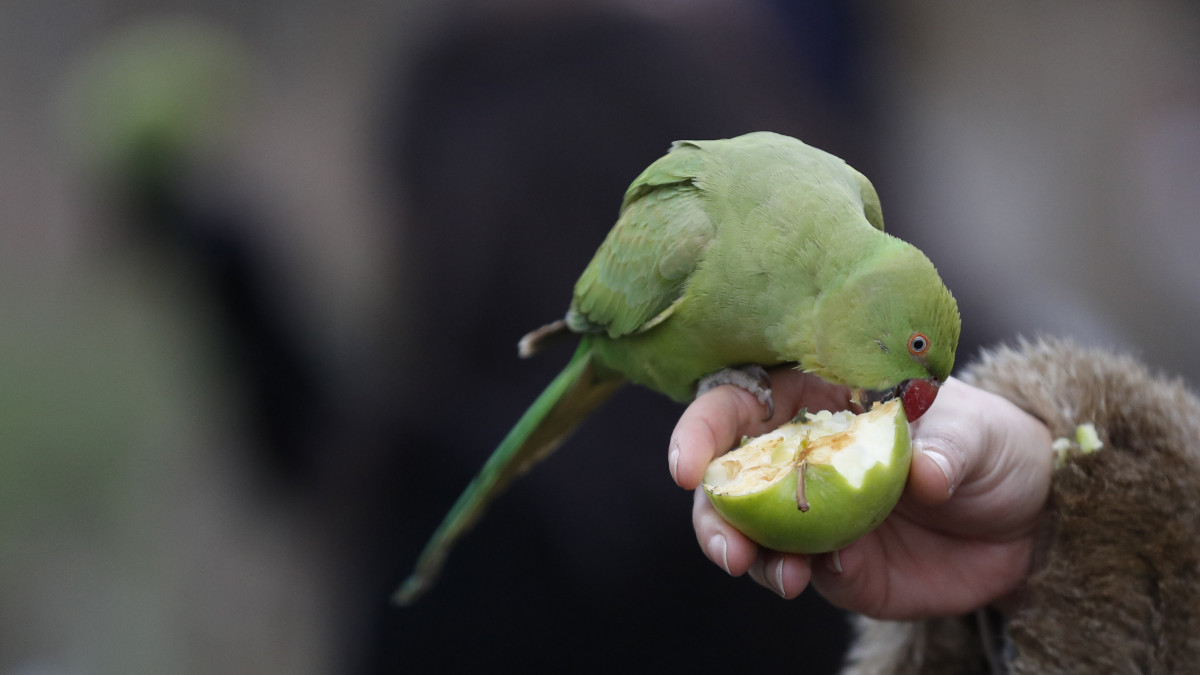 Papagájt etet almával egy nő a londoni Kensington Gardensben 2021. január 21-én, a koronavírus-járvány idején. A becslések szerint több mint 30 ezer papagáj él vadon a szigetországban.