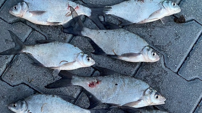 Balatoni orvhalászok akadtak a horogra – fotó