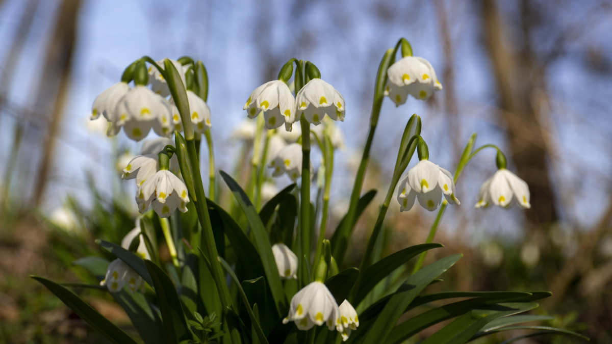 Virágzó tavaszi tőzike (Leucojum vernum) a Duna-Dráva Nemzeti Park területén, a Somogy megyei Gyékényes közelében 2021. február 26-án.