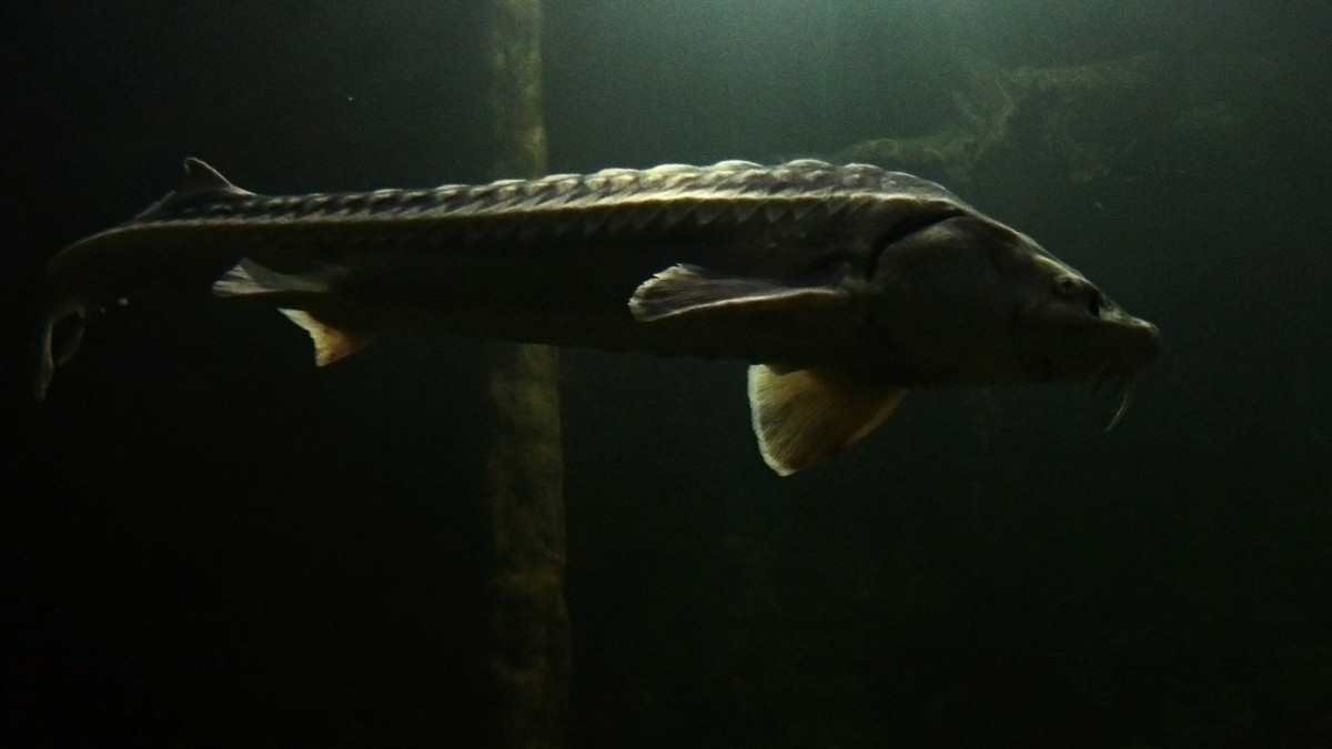 Viza (Huso huso) úszik a poroszlói Ökocentrum akváriumában. Az április 27-én nyíló, 2,2 milliárd forintból épült létesítményben végéhez közeleg Közép-Európa legnagyobb édesvízi akvárium-rendszerének betelepítése, amely a Tisza-völgy teljes halfaunáját mutatja majd be. Kontinensünkön az édesvizek legnagyobbjaként ismert, akár 500 kilósra is megnövő halfaj hat darab, egyenként 60 kilogramm körüli egyede Bulgáriából érkezett. 