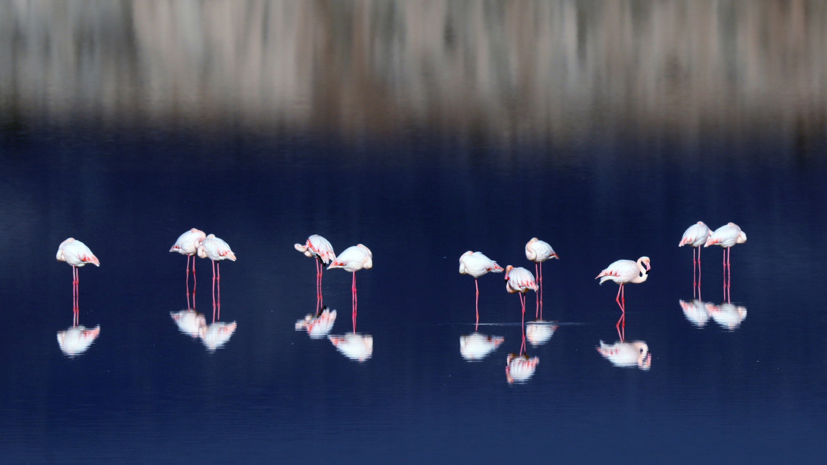 Rózsás flamingók (Phoenicopterus roseus) egy sós vízű tóban a ciprusi Lárnakában 2020. november 26-án.
