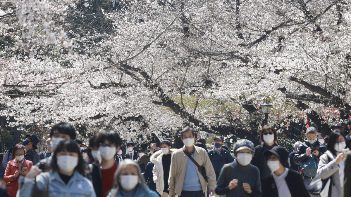 Védőmaszkos emberek sétálnak a virágzó cseresznyefák alatt egy tokiói parkban 2021. március 23-án.