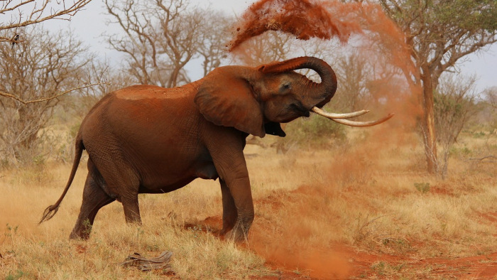 Mostantól retteghet az első háromszáz célkeresztbe kerülő elefánt