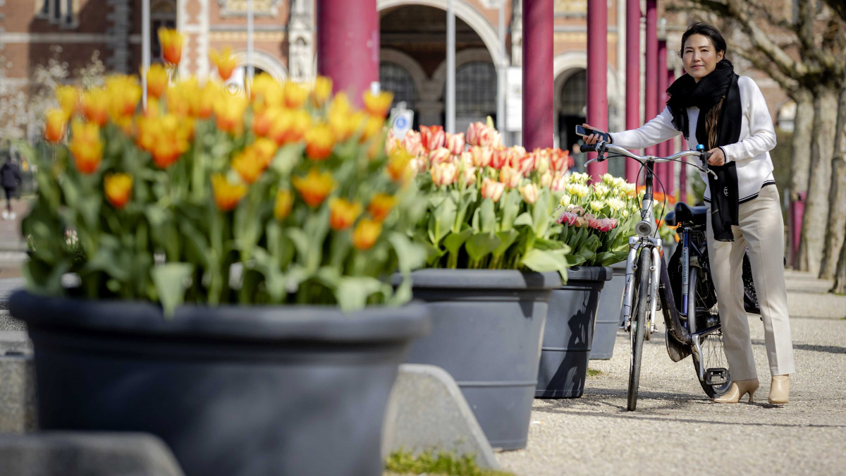 Óriáscserepekben elhelyezett tulipánok Amszterdam belvárosában az idei tulipánfesztivál megnyitóján 2021. április 1-jén. Az egy hónapon át tartó tavaszköszöntő fesztivált, amelyen színes tulipánok százezreivel díszítik fel a köztereket, Saskia Albrecht holland tájépítész kezdeményezésére 2015 óta minden évben megrendezik a holland fővárosban.