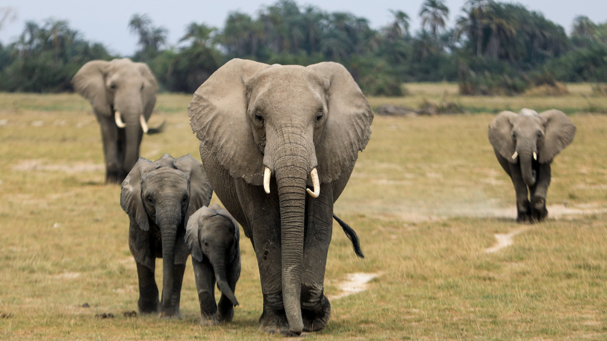 Elefántok a kenyai Amboseli Nemzeti Parkban 2020. augusztus 12-én, az elefántok világnapján. Az ENSZ 2015. július 30-án elfogadott határozatában arra kérte az érintett országokat, hogy a kipusztulás szélén álló ázsiai és afrikai elefántok védelme érdekében tegyenek meg mindent az orvvadászat és az illegális elefántcsont-kereskedelem megfékezéséért.