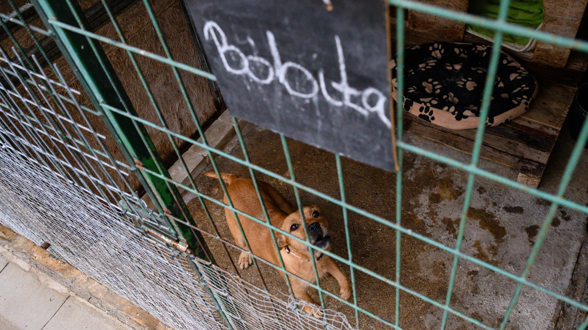 Bóbita, az Etyeki Állatvédő Egyesület menhelyén élő örökbefogadható kutya 2021. április 19-én. Ezen a napon a menhely területén tartott sajtótájékoztatón meghirdették a Magyar falu program felelős állattartást elősegítő ivartalanítási programját. Félmilliárd forintos keretösszeggel jelent meg pályázat kutyák azonosító chippel való ellátására, veszettség elleni oltásra, valamint kutyák és macskák ivartalanítására hétfőn falvak önkormányzatai számára.
