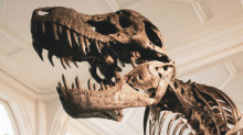 Sokmilliárdért kelt el az óriási T-rex csontváza – videó