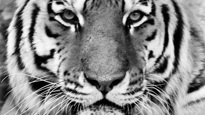 Az örök vadászmezőkre távozott a fővárosi állatkert idős tigrise