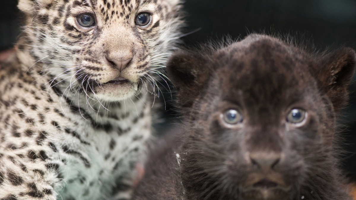 Egyhónapos jaguárkölykök (Panthera onca) a Nyíregyházi Állatpark Andok-kalandok kifutójában 2017. december 25-én. Az ikrek egyike sárga, a másik fekete bundával jött világra.