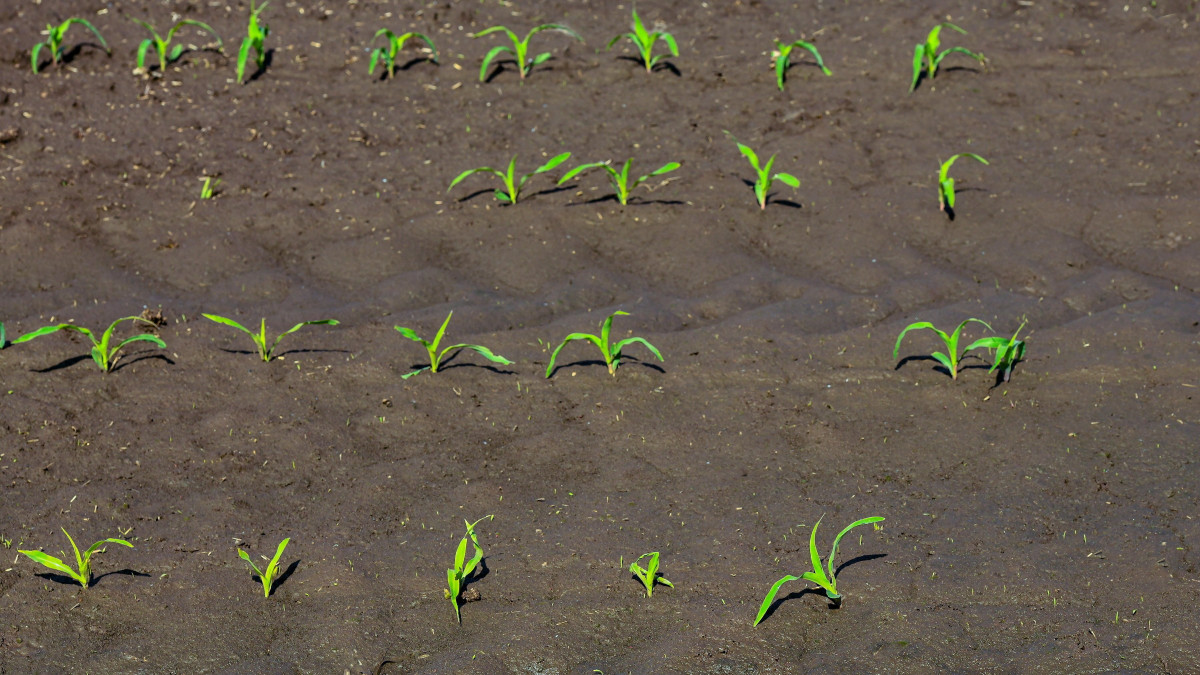 Hajdúszovát, 2021. május 20. Frissen kelt kukoricaültetvény. Hajdú-Bihar megyében jól jött az esőzés segítve a szántóföldi növények fejlődését és a kukorica kelését. MTVA/Bizományosi: Oláh Tibor