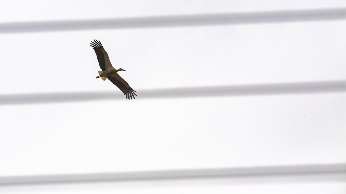 Fehér gólya (Ciconia ciconia) repül villanyvezetékek felett a Zala megyei Zalakomáron 2020. március 3-án.