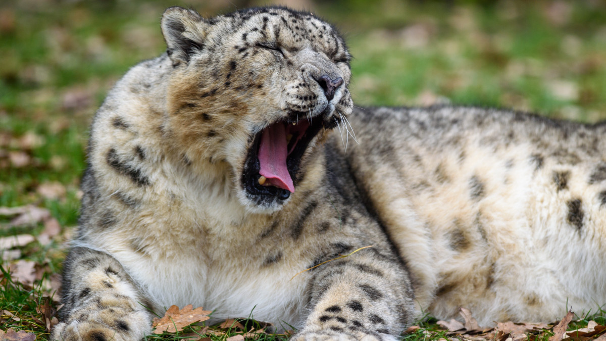 21 January 2021, Saxony-Anhalt, Magdeburg: A snow leopard (Panthera uncia) lies yawning in its enclosure at Magdeburg Zoo. Photo: Klaus-Dietmar Gabbert/dpa-Zentralbild/ZB (Photo by Klaus-Dietmar Gabbert/picture alliance via Getty Images)