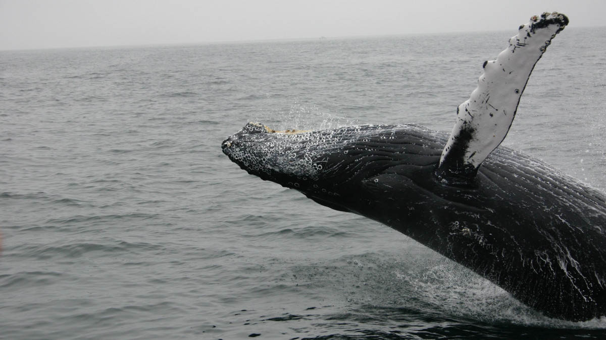 Egy-egy bálna bendőjében hónapok alatt felgyűlik pár tonna műanyag