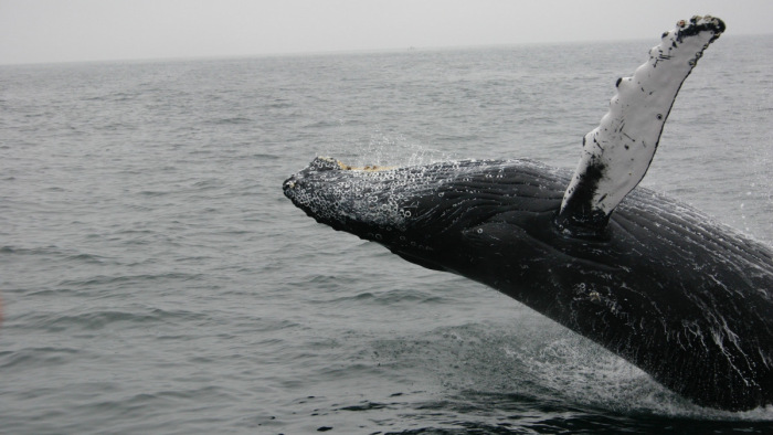 Egy bálna csodálatos szabadulása - videó