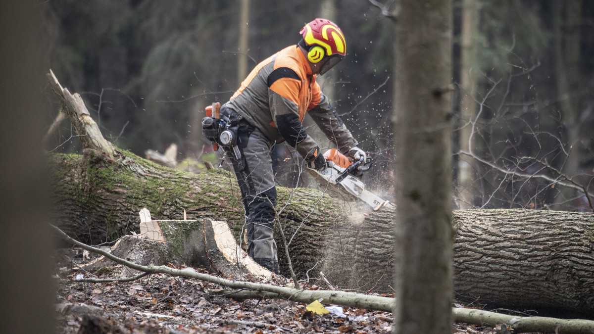25 November 2020, Hessen, Dannenrod: A lumberjack cuts up freshly felled trees in the clearing cutting edge in the forest. The police continue to clear the forest in Dannenrod, Hesse. Numerous activists are waiting here in tree houses to stop the clearing work for the controversial Autobahn 49. Photo: Boris Roessler/dpa (Photo by Boris Roessler/picture alliance via Getty Images)