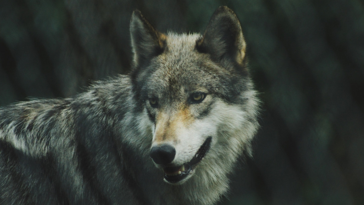 Farkas a Börzsönyben – egyre több lesz a hiúz és a medve is