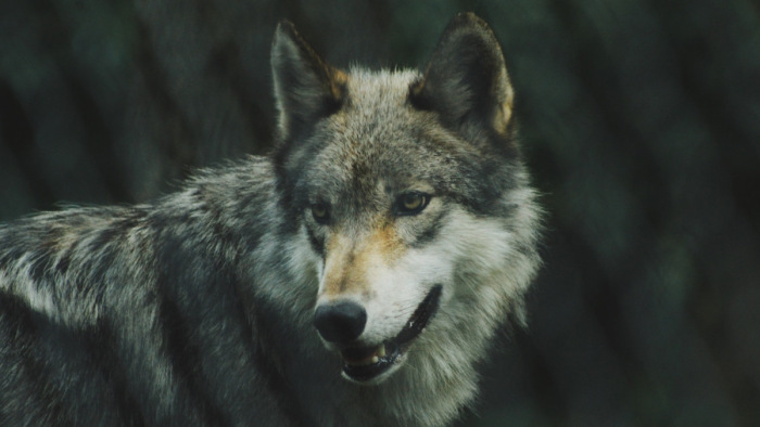 Halomra lőtték a védett farkasokat – megszólalt a vadászkamara