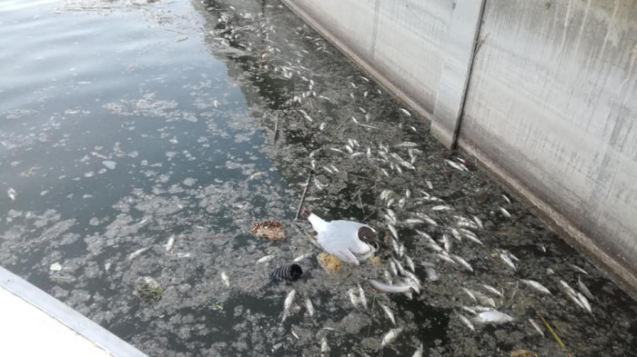 Tömeges halpusztulást érzékelnek a Velencei-tavon