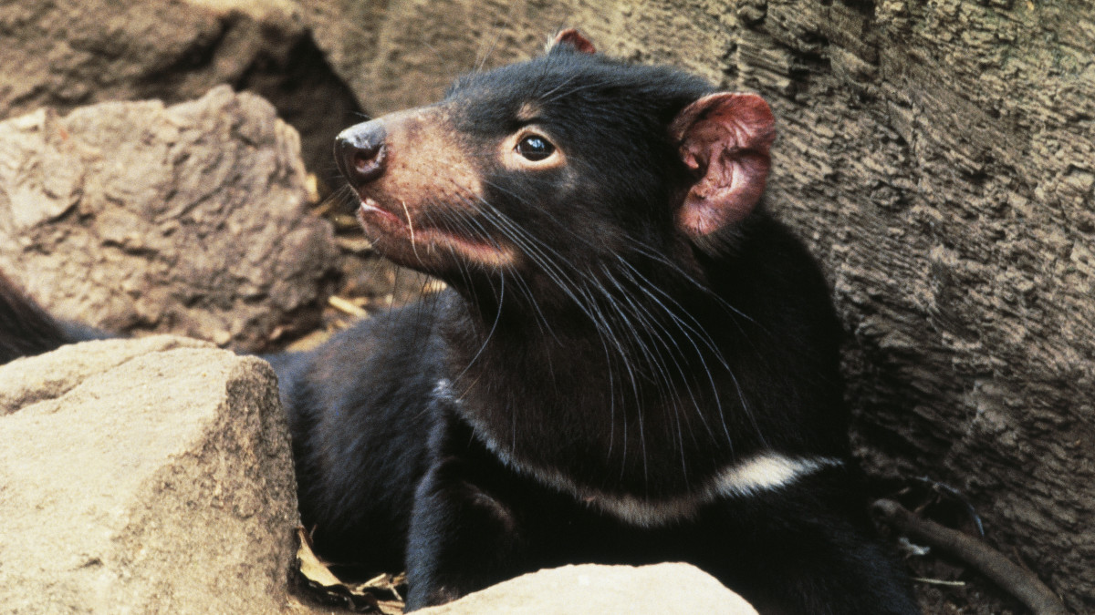 UNSPECIFIED - MARCH 03: Tasmanian devil (Sarcophilus harrisii), Dasyuridae. (Photo by DeAgostini/Getty Images)