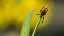A hangyák hozhatnak áttörést a kullancsok elleni harcban
