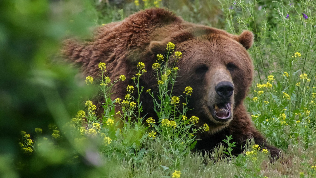 [Ranglista] Az orosz medve-kiegészítők véleményének leggyorsabb módja