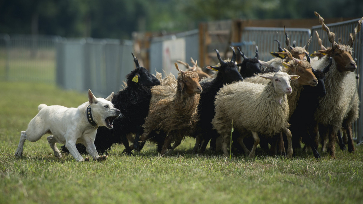 Szabó Lajos Doki nevű sinka kutyája versenyez a Magyar pásztorkutyák 2016. évi országos terelőbajnokságának 5. minősítő fordulóján az Ős-Dráva Látogatóközpontban, Szaporcán 2016. augusztus 6-án.