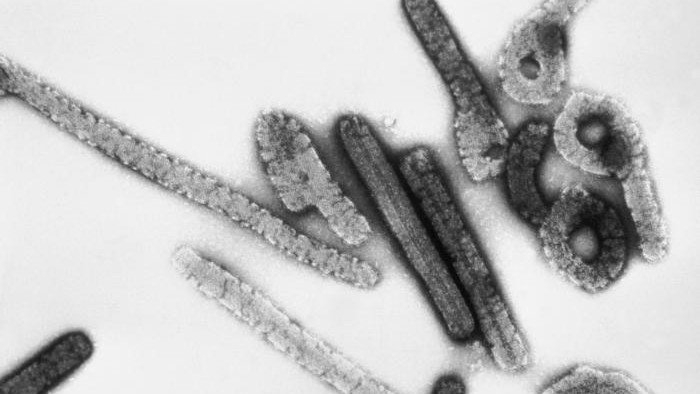 Marburgvírus: ez tudható az ebola kuzinjáról, amely halálos áldozatokat szedett Ghánában