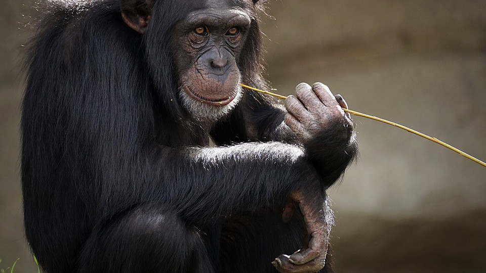 Kiközösítette a többi csimpánz Chitát, miután összebarátkozott egy emberrel