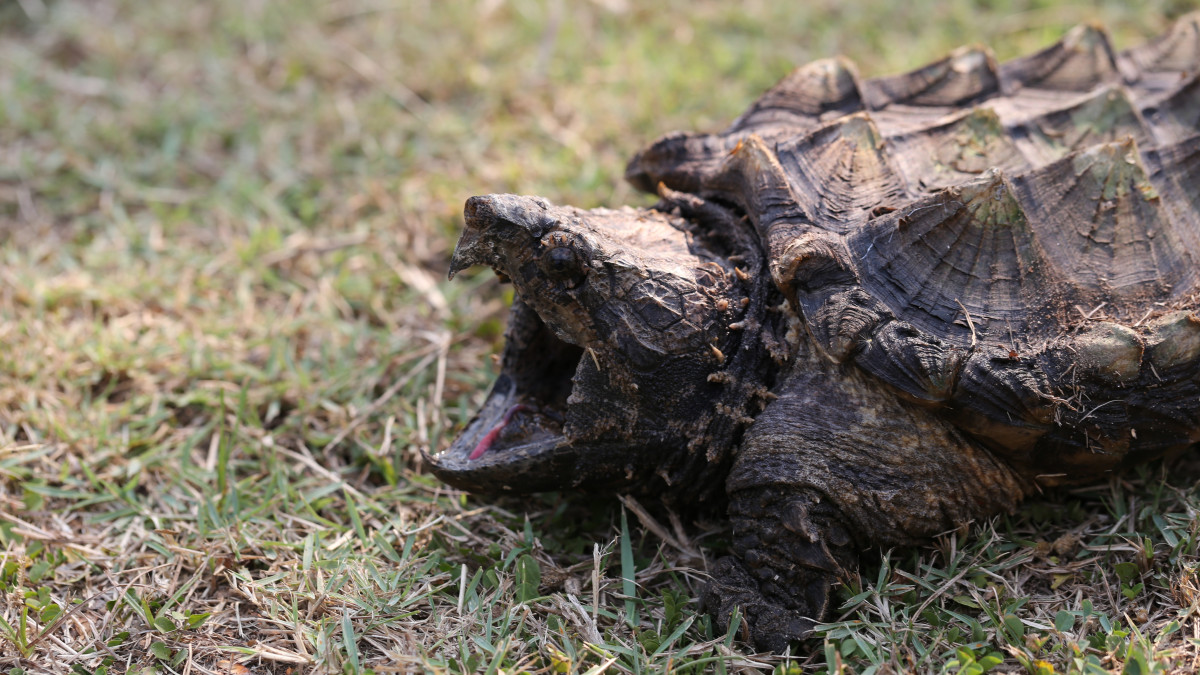 Happy Alligator Snapping Turtle on the grass in Thailand