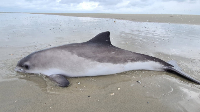 Szokatlan delfinpusztulást észlelnek Hollandiában