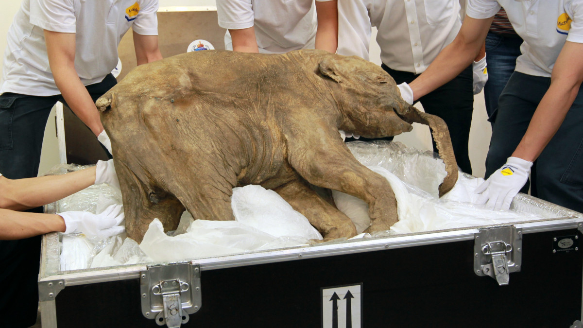 The body of a frozen baby mammoth which was buried in permafrost of the Yamal Peninsula, Siberia for 40,000 years is unveiled in Chai Wan. It will be exhibited in ifc mall in Central from 12 April 2012 till 10 May 2012. 10APR12 (Photo by Dickson Lee/South China Morning Post via Getty Images)