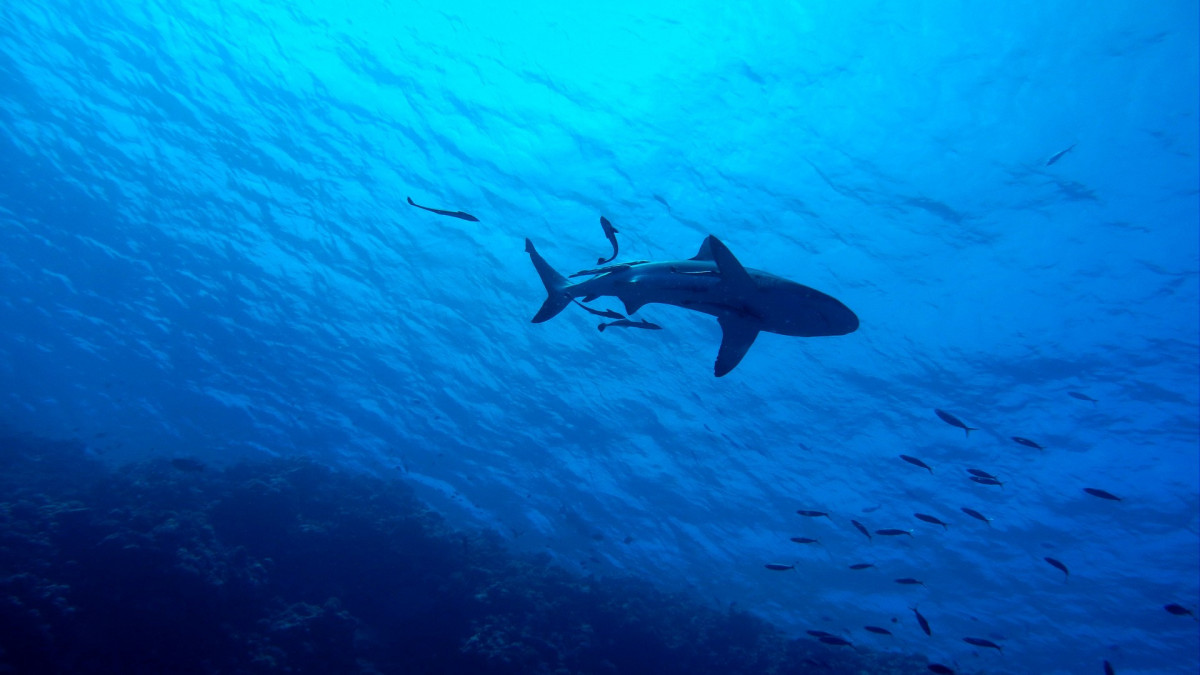 Újabb halálos cápatámadás történt Egyiptomban