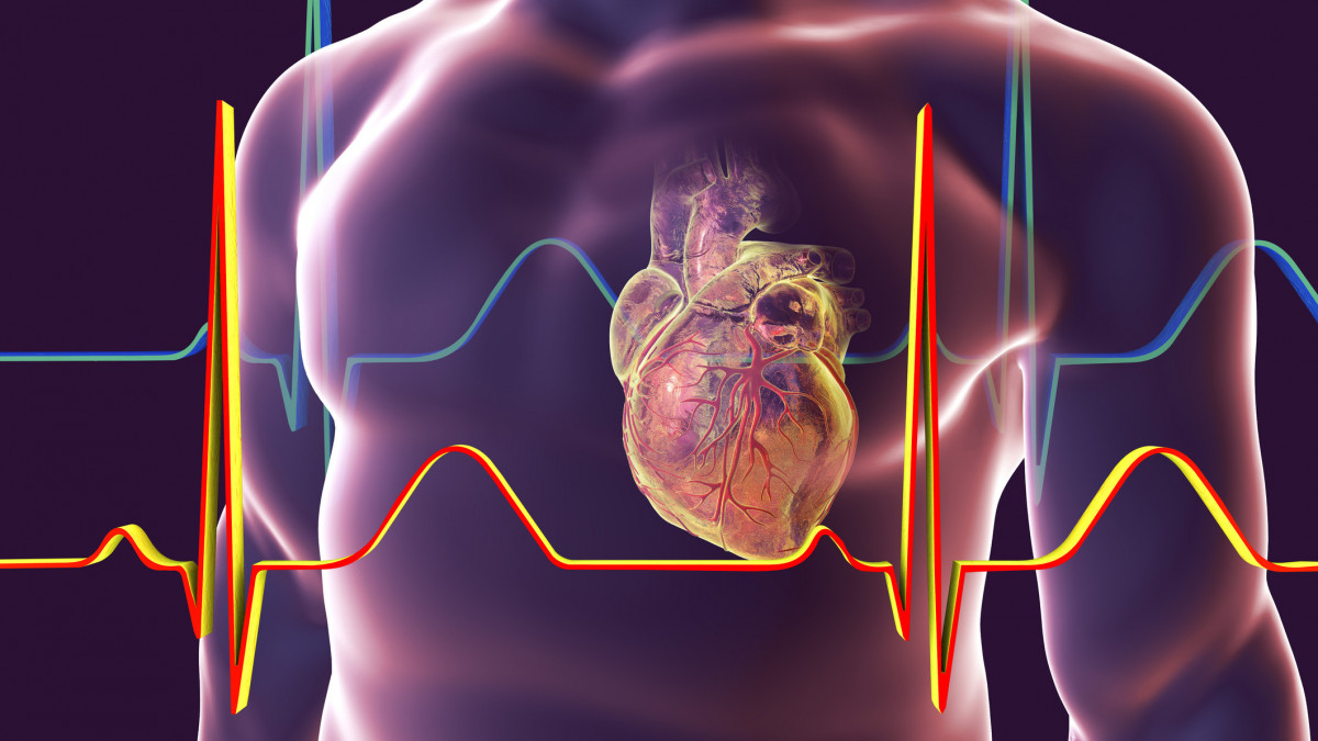 Human heart with heart vessles inside human body and ECG, 3D illustration