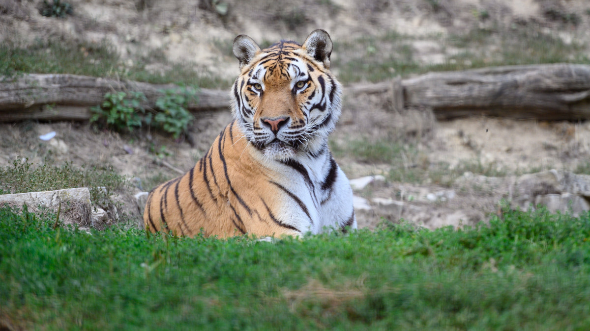 Szibériai tigris (Panthera tigris altaica) a Veszprémi Állatkertben 2021. szeptember 7-én. Ötmilliárd forintos fejlesztésbe kezdenek a veszprémi állatkertben, ahol új nagymacskakifutó és háziállatbemutató épül 2023 közepére.