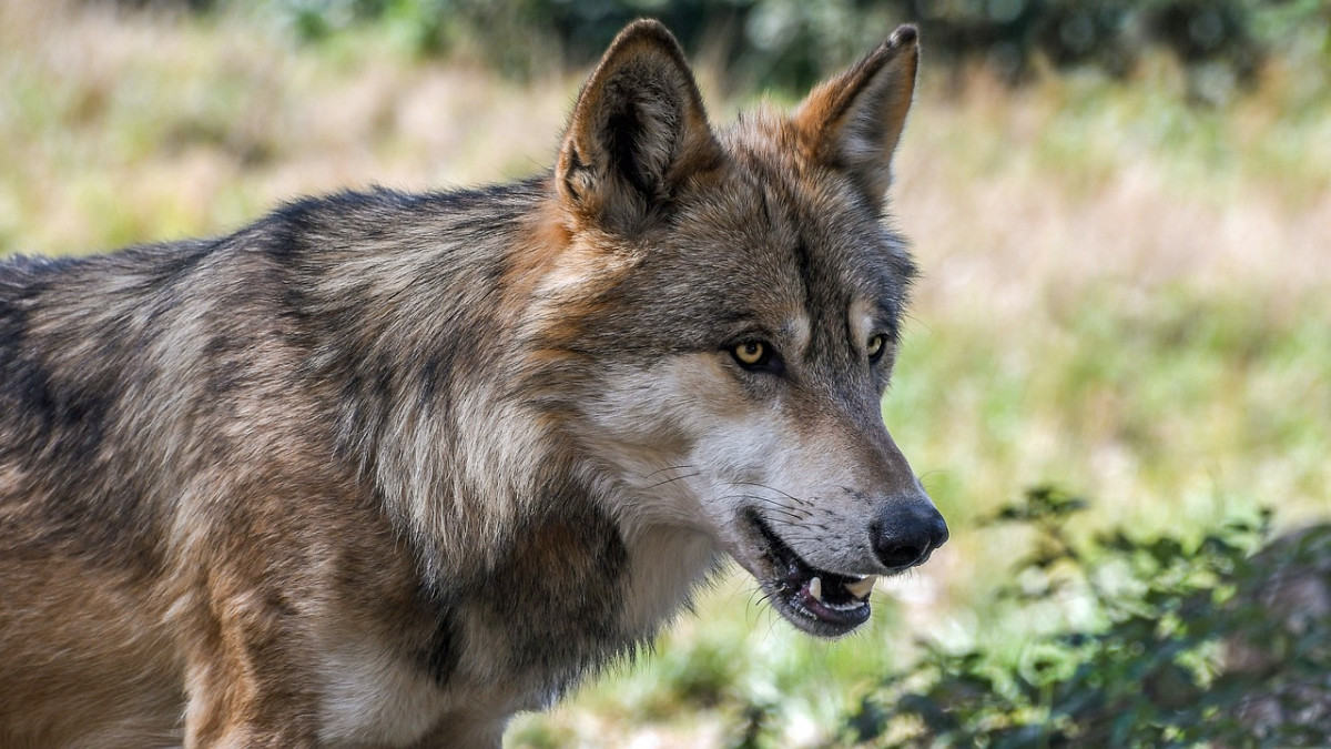 Farkas jár az Aggteleki Nemzeti Parkban - videó