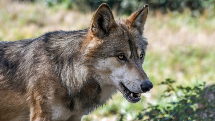 Az állatbarátoknak tetszőt mondott a kormány farkasügyben