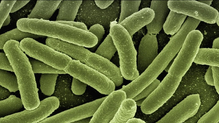Génmódosított baktériummal keresik a taposóaknákat